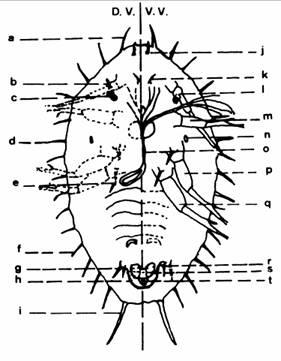 10 II - Figuur