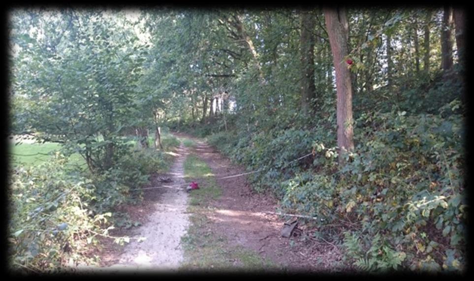 Het lijntransect gaat dwars over het wandelpad (opnamepunt 3).