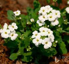 caucasica Snowcap 4-6 10-15