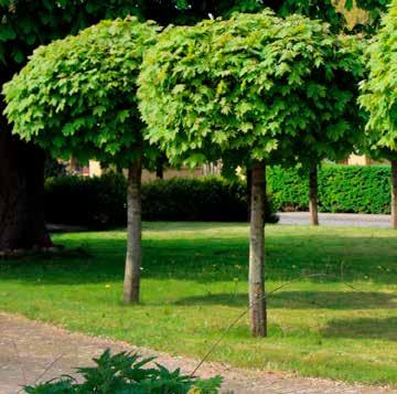 Leibeuk Fagus sylvatica De boom bloeit opopvallend. In het najaar verschijnen de beukennootjes.