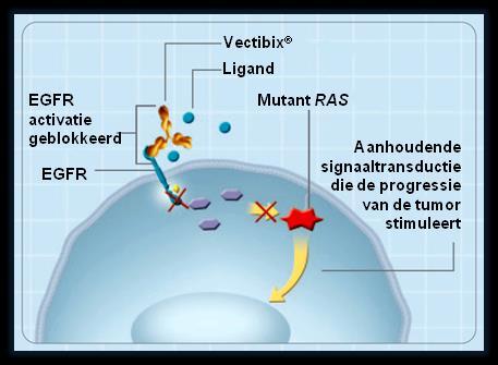 Rol van RAS in het Vectibix werkingsmechanisme Vectibix bij patiënten met wild-type RAS Vectibix blokkeert de activatie van EGFR.