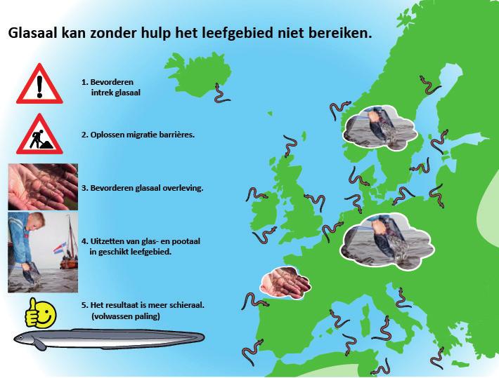 Uit bevruchte palingeitjes komen larven (Leptocephali) voort die in de Atlantische Oceaan de reis richting Europa afleggen.