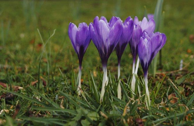 FEBRUARI IS DE SPROKKELMAAND Als het met Lichtmis (3/2) de zon schijnt door het hout, dan is het nog wel zes weken koud. Op Sint-Veroontje (5/2), verplant uw boompje.