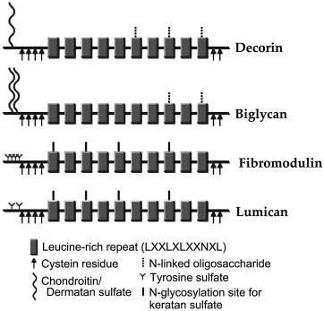 Decorin, fibromodulin, asporin, lumican, PRELP en chondroadherin kunnen interageren met collageen en beïnvloeden collageen fibrillenvorming en interactie.