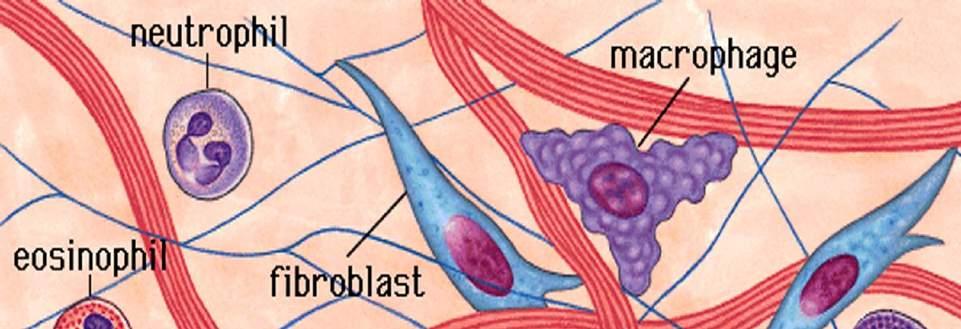 Vloeibare ECM zoals bloed en lymfe zijn bindweefselsoorten met cellen in een vloeibare matrix.