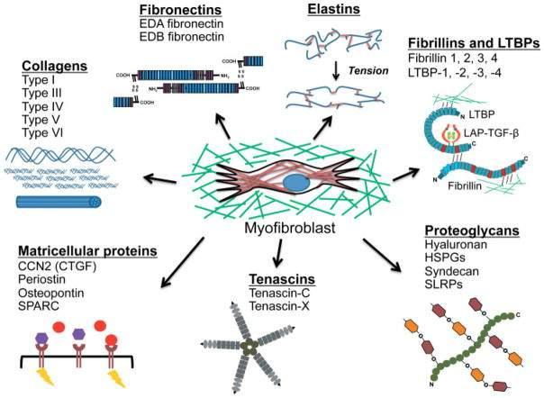 Fibroblasten komen voor in bindweefsel en produceren de meeste onderdelen van de extracellulaire matrix. De fibroblasten produceren zeer diverse moleculen die samen de ECM vormen.