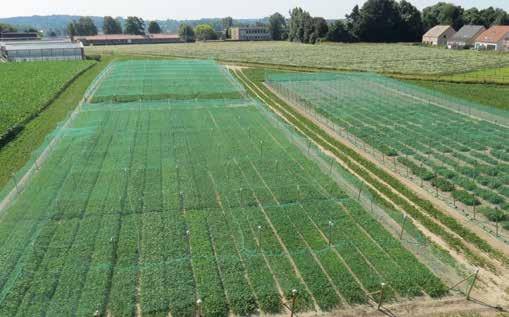 6 Bemesting Soja heeft, net als andere gewassen, voldoende nutriënten nodig om maximaal te kunnen groeien.