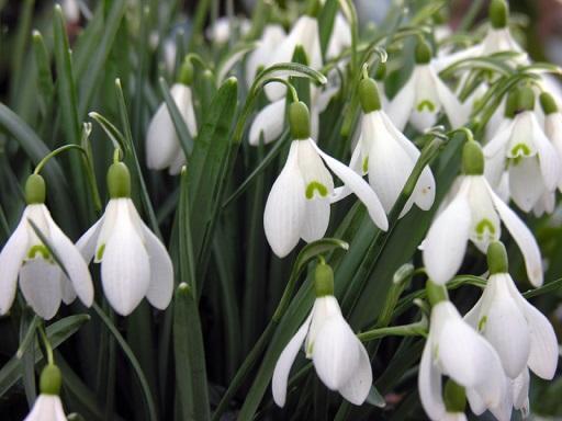 Donderdag 23 maart Lente vieren met bloemen Onder de enthousiaste en deskundige leiding van Christien te Stroet maken de deelnemers een eigen bloemstuk met symbolen bij de lente.