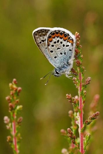 Monitoring butterflies and dragonflies in the Netherlands in 2016 De Vlinderstichting (Dutch Butterfly Conservation) and CBS (Statistics Netherlands) coordinate the monitoring schemes for butterflies