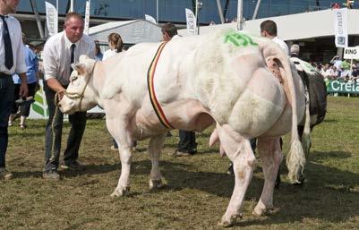 Cyanelle (moeder van Luxurieux) was gewezen kampioene in Hollogne en werd nationaal kampioene in Libramont 2013.