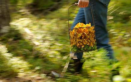 Informatie over alle beschermde planten vindt u bij de provincie (Länsstyrelsen). Orchideeën zijn in heel Zweden een beschermde bloemensoort en mogen nooit worden geplukt.