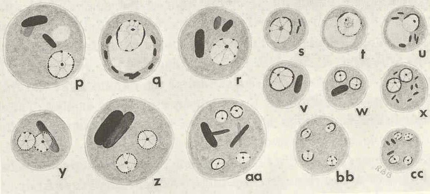 Microscopic diagnosis of the parasites of man by Robert B.