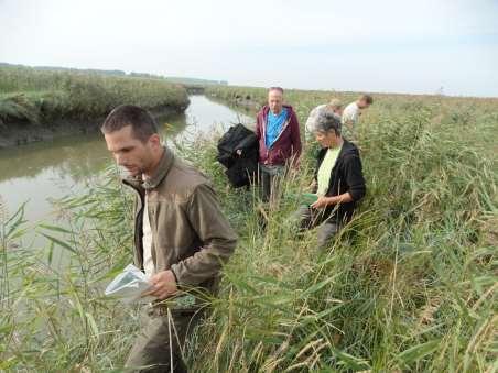 Afbeelding 14: raai 2 (foto: Lucien Calle) Raai 3: Rietveld in BMP 16 De vegetatie waar de vallen in werden gezet werd gedomineerd door riet (gros van het