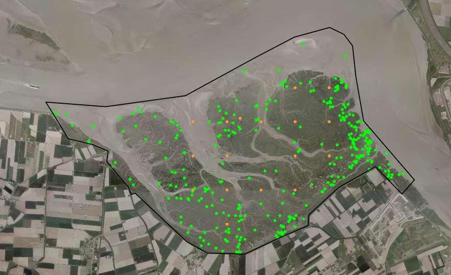 Bijlage 4: Overzicht geregistreerde zoogdieren Saeftinghe NDFF Bron: Nationale Databank Flora en Fauna Alle locaties van alle geregistreerde