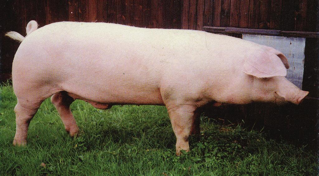 van everzwijn tot vleesvarken 21.6 Welsh Het Welsh-ras is een type Landvarken dat oorspronkelijk in Wales werd gefokt.