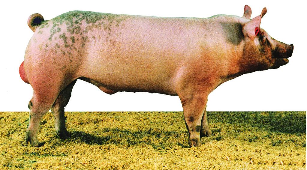 van everzwijn tot vleesvarken De Duroc-populatie van TOPIGS is op dit ogenblik ondergebracht op een fokbedrijf in Spanje, waar de fokkerij en selectie in zuivere teelt wordt bedreven.