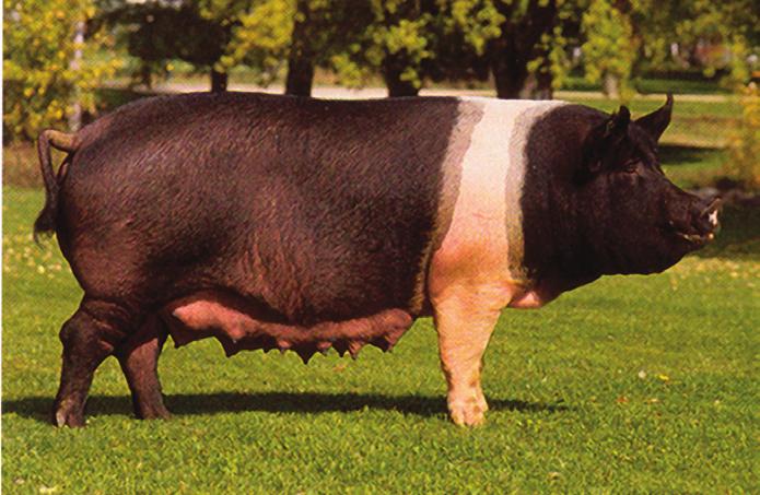 2 Inzet Duroc als vader van vleesvarkenmoederdieren Als positieve eigenschappen van de Duroc-varkens werden de vruchtbaarheid, toomgrootte, constitutie en het beenwerk ervaren.