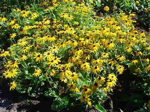 Rudbeckia fulgida 'Goldsturm' Nederlandse Rudbeckia fulgida 'Goldsturm' J bloemkleur: geel met donkerbruin hart bloeitijd: augustus-oktober