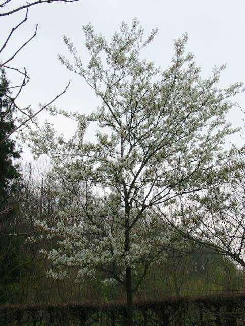 Amelanchier lamarckii Nederlandse Amelanchier