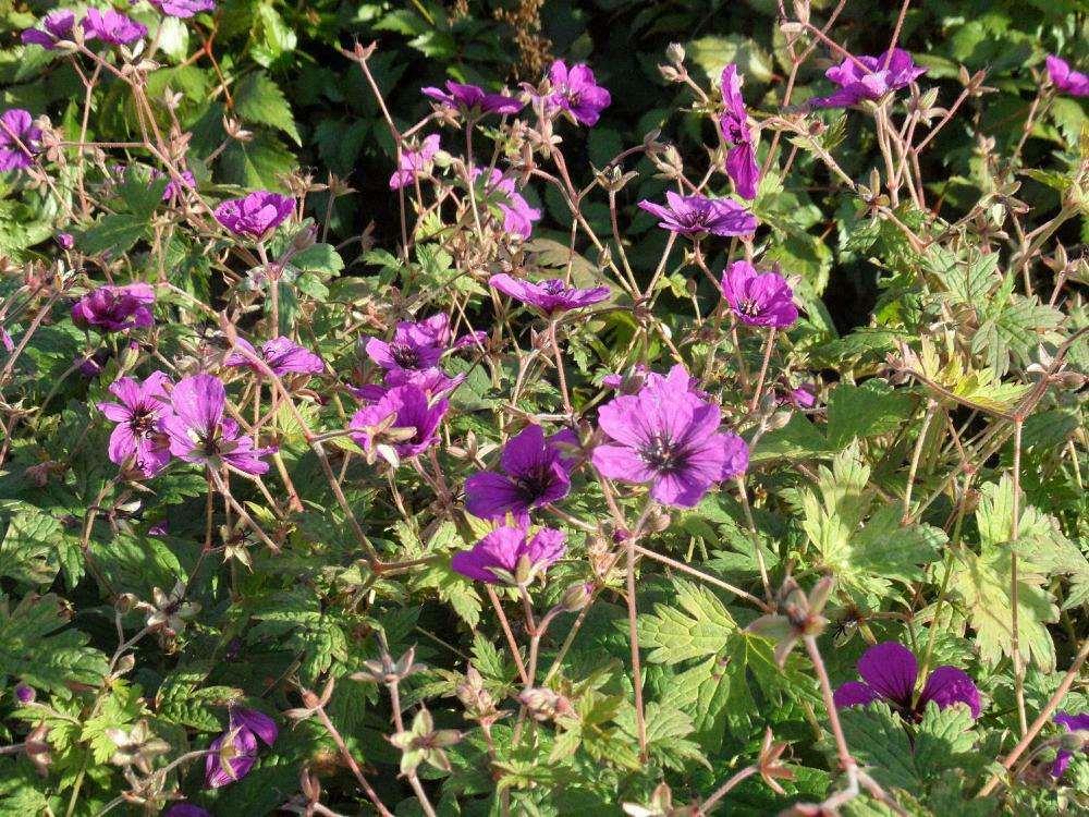 Geranium 'Anne Thomson' Nederlandse Geranium 'Anne Thomson' Ooievaarsbek R bloemkleur: warm magenta rood met een zwart oog bloeitijd: juni-september hoogte: blad/loof: bladverliezend, groen tot licht