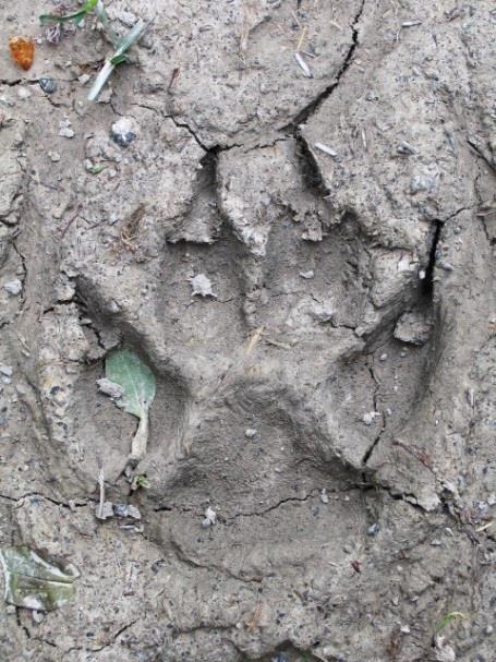 volg de wolf educatief medewerker leslokaal Duurzaamheidscentrum Assen 90 minuten Cultuur, erfgoed en Asser omgeving Deze les sluit aan bij de tijdelijke expositie De wolf in Drenthe en wordt