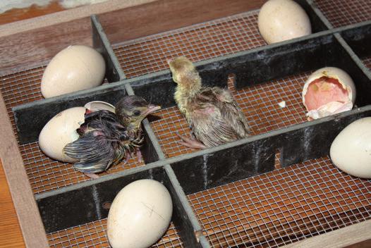 Pas in de laatste periode van het broedproces worden de eieren aan de broedmachine toevertrouwd. In de uitkomstkast zijn de laden in vakjes verdeeld, waarin in ieder vakje een ei wordt gelegd.