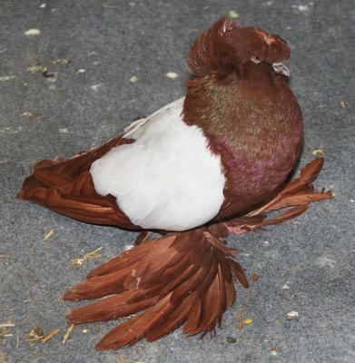 Gele Harzburger trommelduif met een goed type. Dresdener trommelduif met een goed type, het snavelpigment valt bij deze duif op.