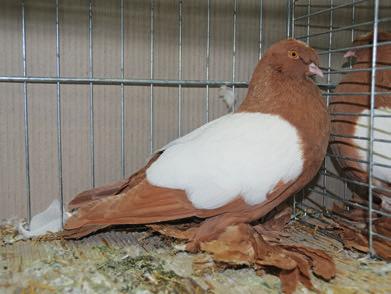 Natuurlijk moeten fokkers weten hoe deze duiven vererven en hoe hun witschilden het best worden verpaard, opdat in de nafok goede jongen worden voortgebracht.