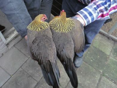 Ja, daar ben ik wel tevreden over. Het is gebleken dat je met heldere afspraken en eenduidigheid bij het keuren een goede invloed hebt op de kwaliteit van de dieren.