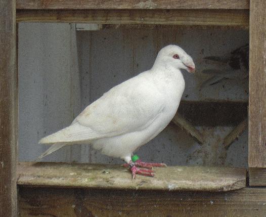 Eerder was hij voorzitter van de provinciale FK. Ook is hij daarbij nog voorzitter van de Belgische kleindiervereniging te Stekene. Kortom, een fokker en verenigingsman in hart en nieren!