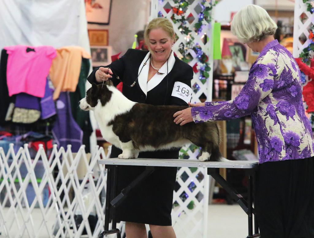 VOOR U UITGELICHT WELSH CORGI CARDIGAN KENNEL WAGGERLAND EIGENAAR RACHEL DIJKHORST-NOIJ AAN HET WOORD: Waarom heb je voor dit ras gekozen en wat doet je ermee? Van kinds af aan hadden we thuis o.a. Schotse Herdershonden en op een gegeven moment koos ik voor een Border Collie.