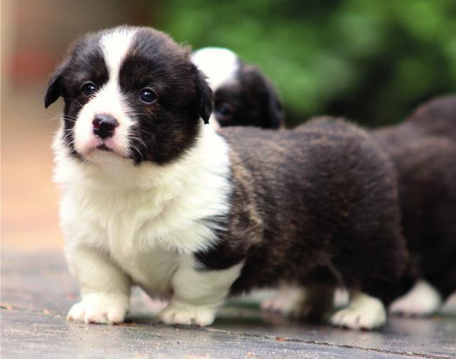 GEZONDHEID SLAKKEN KUNNEN EEN ERNSTIGE BEDREIGING BETEKENEN VOOR HONDEN Bron: Bayer Animal Health - 19 mei 2016 EERSTE BELGISCH ONDERZOEK NAAR ZIEKTE VEROORZAAKT DOOR LONGWORMEN EN OVERGEDRAGEN DOOR