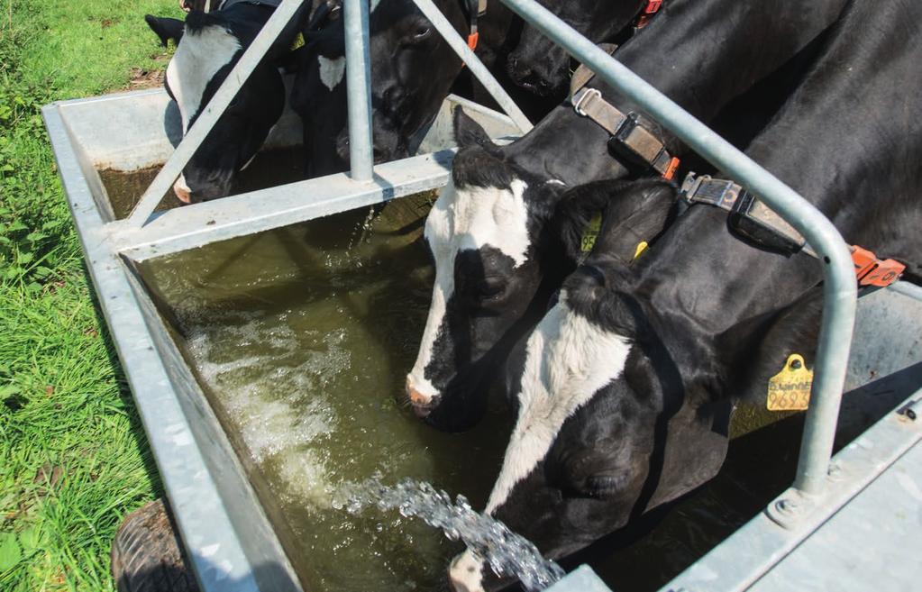 Waterbehoefte van de koe Een droge koe drinkt rond de 60 liter water, een koe met een hoge productie én hittestress drinkt tot wel 200 liter water per dag.
