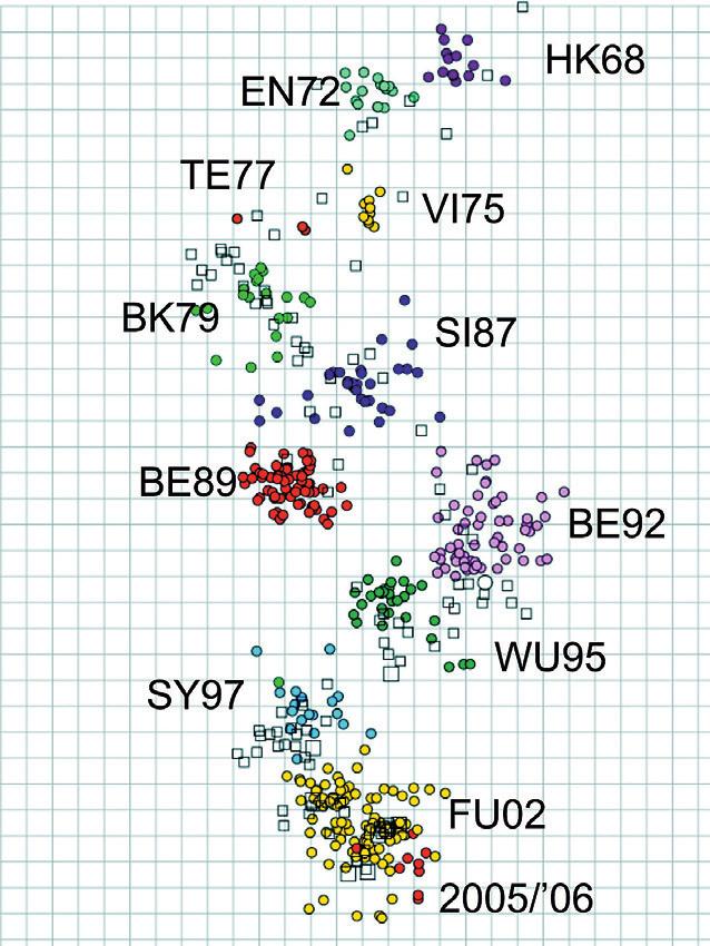 figuur 3. Grafische weergave van de antigene verwantschap van influenza A(H3N2)-virusstammen van 1968-2006.