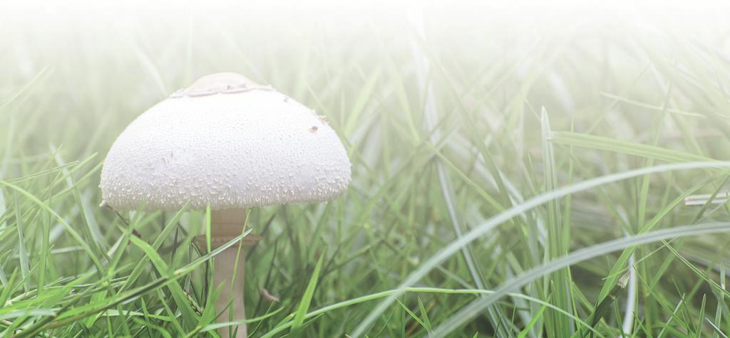 Paddestoelen Vooral na een warme en natte zomer kunnen tegen het eind van de zomer paddestoeltjes in het gazon verschijnen.