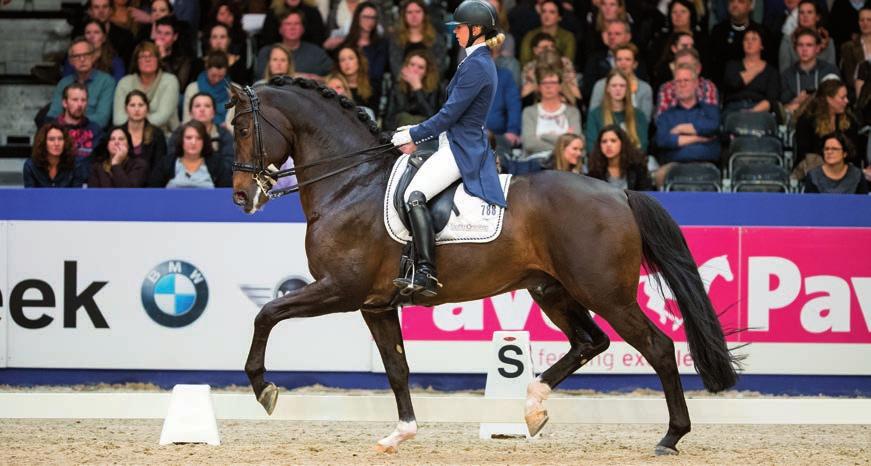 Valdez Houston, keur Jazz, pref. Nabuur Donkerbruin 1.73 m geboren 2003 KWPN fokfamilie 303 14 Valdez: Scoorde in de ring, en nu met zijn nafok!