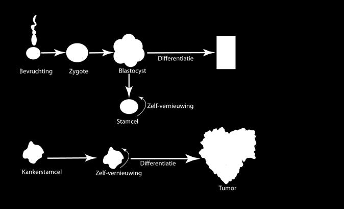 fibroblast-achtige eigenschappen, door epitheliale tumorcellen onder invloed van cytokines, bijdraagt tot het uitzaaien van tumorcellen.