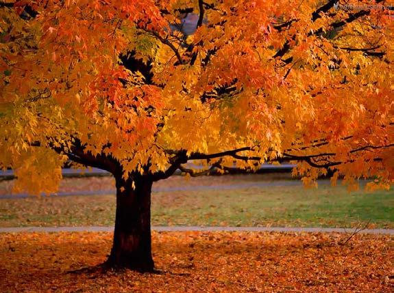 Figuur 5: Apoptose, Grieks voor af- of wegvallen, zoals bladeren van een boom is een genetisch gecodeerd zelfdodingprogramma voor cellen.