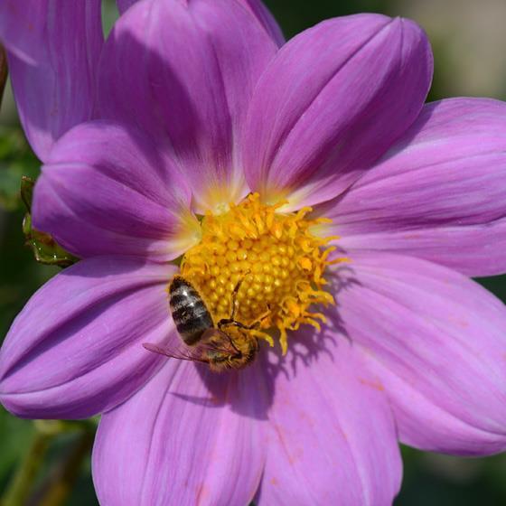 Nectar wordt geleverd door nectarklieren en stuifmeel door meeldraden.