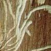 houtkevers - larven van (algemeen) Scolytus - Xyleborus Ernst van de ziekte of plaag: 6 Er zijn tal van verschillende soorten houtkevers. Ze tasten allen takken aan die in slechte conditie zijn.