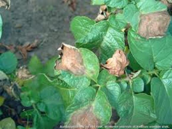 Phytophthora infestans Oorsprong: controverse Andes 7000 jaar geleden, co-domesticatie samen met de waardplant Mexico: wilde Solanum soorten, host shift Introductie in Europa in 1845 Oorspronkelijk