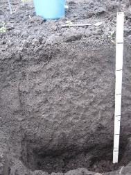 Bodemprofiel Van nature is de grond diep doorwortelbaar, maar heeft een laag organische stofgehalte.