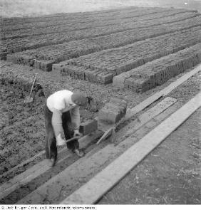 Dat er pijpenstrootje groeide weten we omdat de