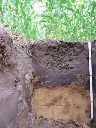 Voor niet kerende grondbewerking (NKG) zijn de mogelijkheden vanwege bodemverdichting beperkt. Tuinbouw in Oost-Brabant.