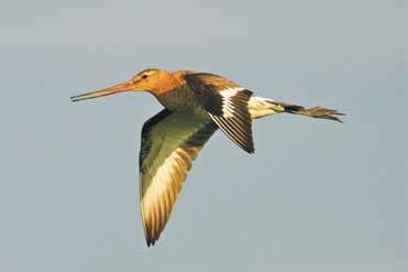 maart 2015 INFORMATIEBLAD Natuurontwikkeling Waalenburg Uitbreiding en inrichting natuurgebied Waalenburg Waalenburg is een belangrijk weidevogelgebied op Texel.