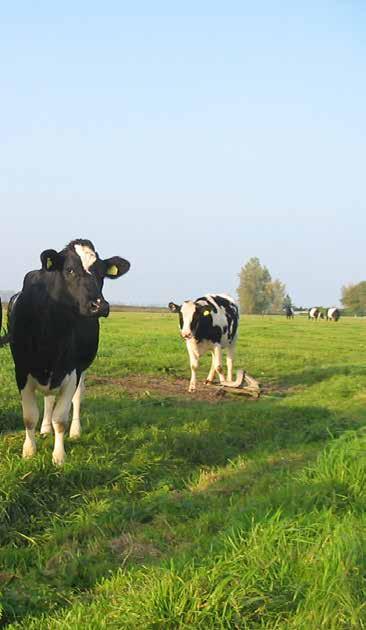 Om de gewenste natuur te realiseren gaan we ook diverse inrichtingsmaatregelen treffen. Bij de bestaande sloten brengen we waar mogelijk meer natuur vriendelijke oevers aan.