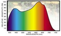 Groeilicht (PAR): fotosynthese CO 2 + water => suiker en zuurstof Stuurlicht Blauw, rood, verrood Kleine hoeveelheden: grote invloed Daglengte Rood licht