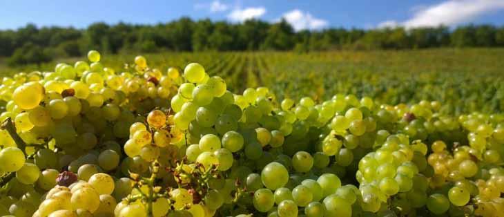 Domaine Jobard-Morey De Narvaux heeft een erg mooie neus, is uitbundig, heeft finesse, mineraliteit en lengte.