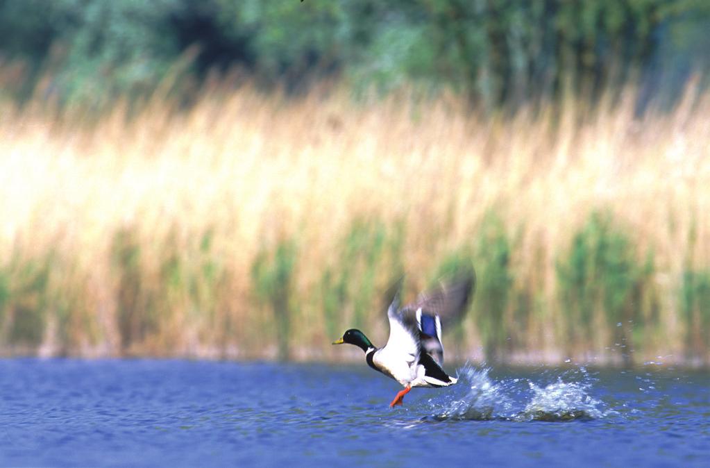 Assenede Kreken, polders en dijken vormen al eeuwen het idyllische gelaat van Assenede.