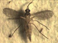Rouwmuggen werden vroeger tot de paddestoelmuggen (Mycetophilidae) gerekend, maar tegenwoordig als aparte familie beschouwd.